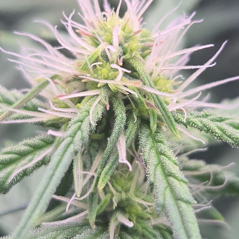 Underdog growlog timeline photo