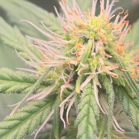 Underdog growlog photo: Noticed some bright orange cheetoh dust on lower branch buds of underdog