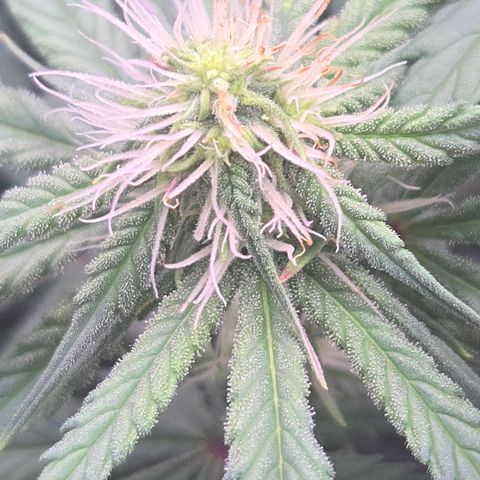 Underdog growlog photo: Noticed some bright orange cheetoh dust on lower branch buds of underdog