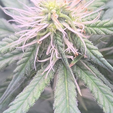 Underdog growlog photo: Noticed some bright orange cheetoh dust on lower branch buds of underdog