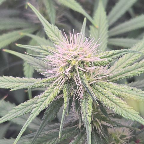 Underdog growlog timeline photo