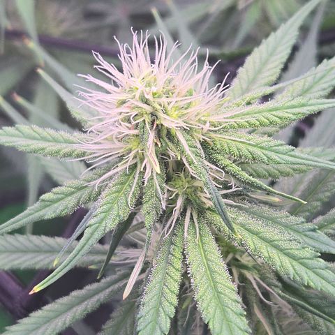 Underdog growlog timeline photo