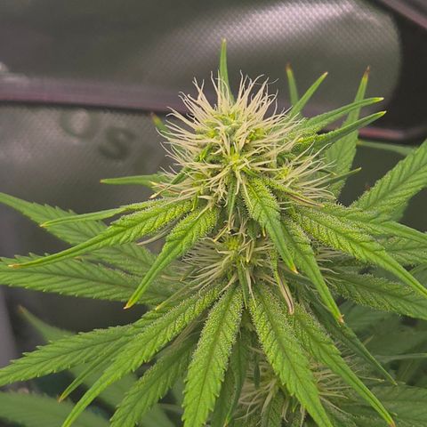 Big Gorl growlog timeline photo