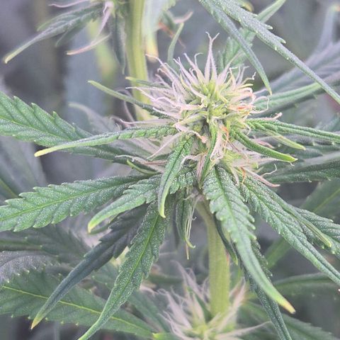 Big Gorl growlog timeline photo