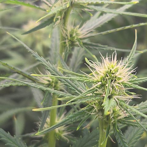 Big Gorl growlog timeline photo