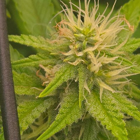 Runtz Muffin growlog timeline photo