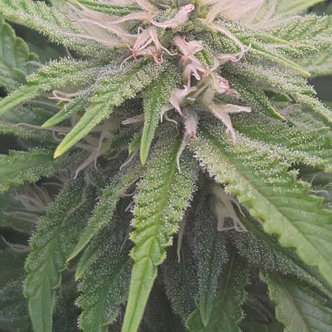 Runtz Muffin growlog timeline photo