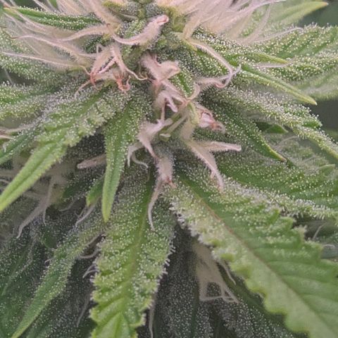 Runtz Muffin growlog timeline photo