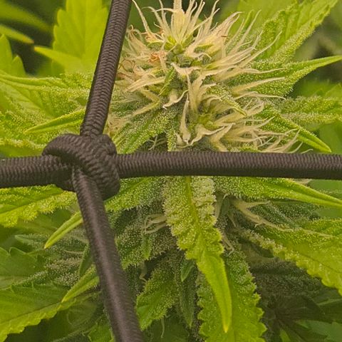 Runtz Muffin growlog timeline photo