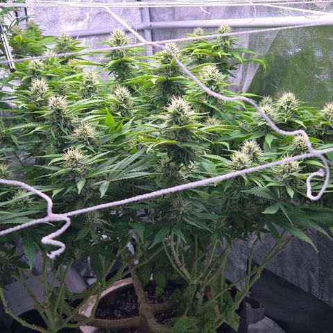 Runtz Muffin growlog timeline photo