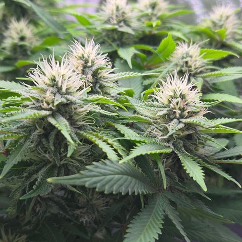 Runtz Muffin growlog timeline photo