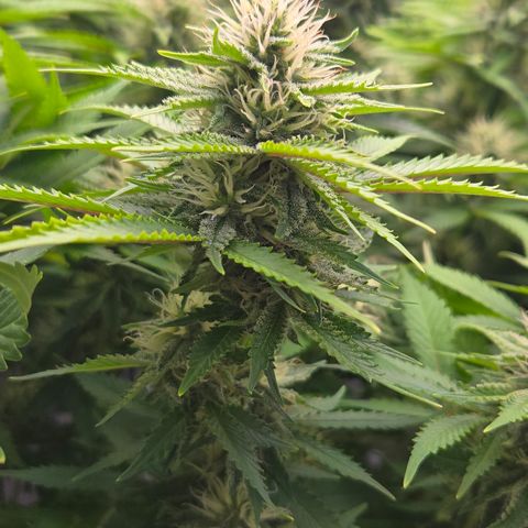 Runtz Muffin growlog timeline photo