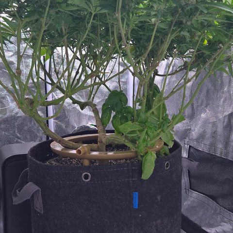 Runtz Muffin growlog timeline photo