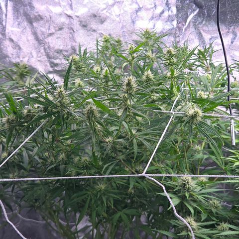 Big Gorl growlog timeline photo