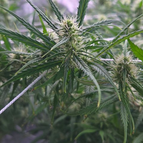 Big Gorl growlog timeline photo