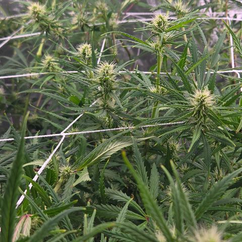Big Gorl growlog timeline photo