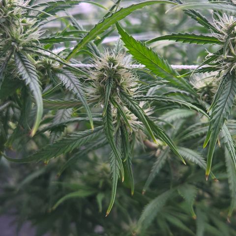 Big Gorl growlog timeline photo