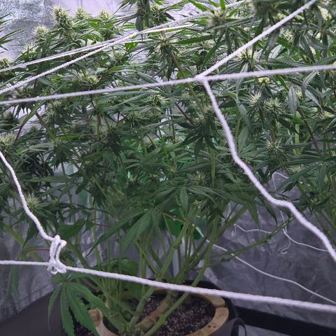 Underdog growlog timeline photo