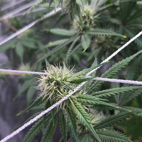 Underdog growlog timeline photo