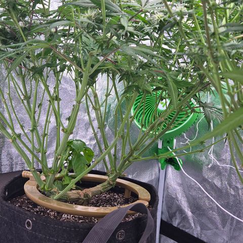 Underdog growlog timeline photo