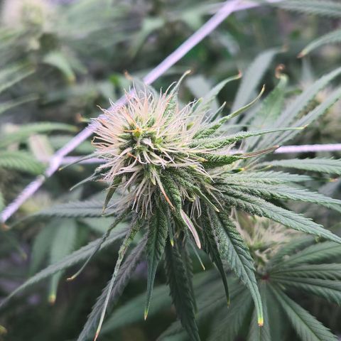 Underdog growlog timeline photo