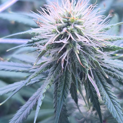 Underdog growlog timeline photo