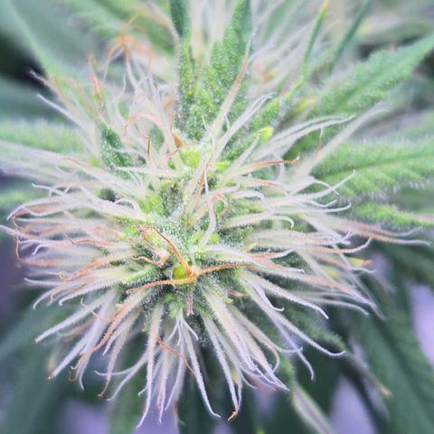 Underdog growlog timeline photo
