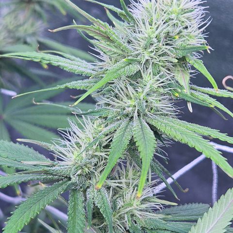 Underdog growlog timeline photo
