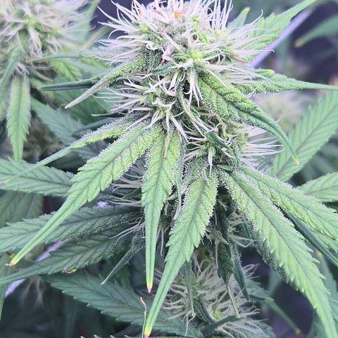 Underdog growlog timeline photo