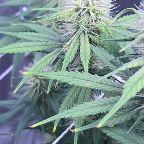 Underdog growlog timeline photo