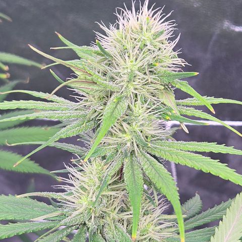 Underdog growlog timeline photo
