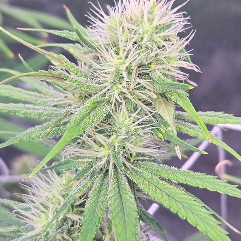 Underdog growlog timeline photo
