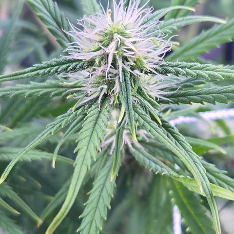 Big Gorl growlog timeline photo