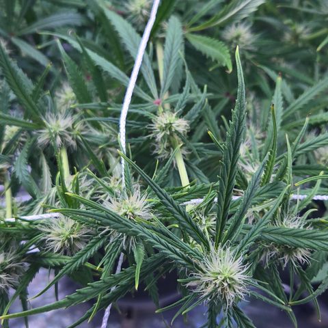 Big Gorl growlog timeline photo