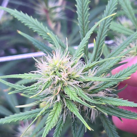 Big Gorl growlog timeline photo