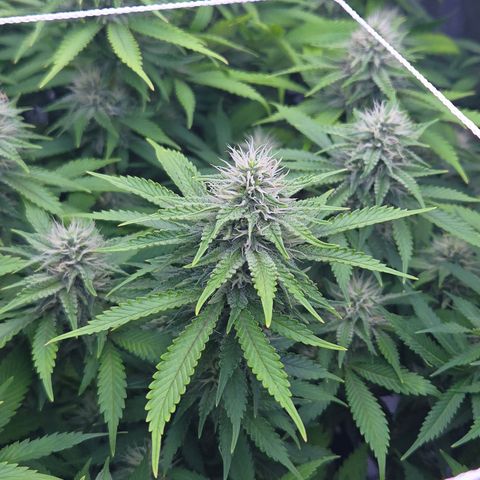 Runtz Muffin growlog timeline photo