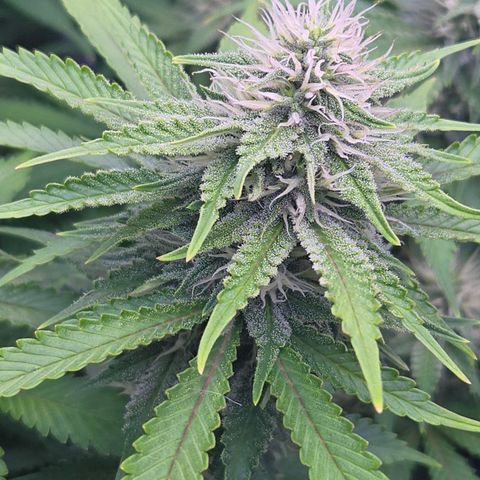 Runtz Muffin growlog timeline photo