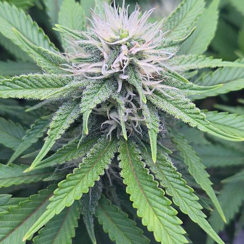 Runtz Muffin growlog timeline photo