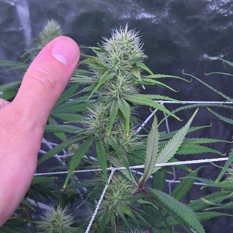 Underdog growlog timeline photo