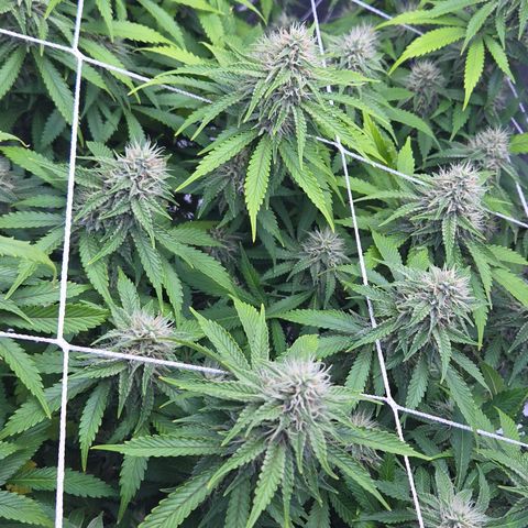 Runtz Muffin growlog timeline photo