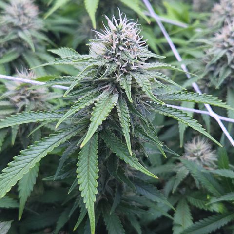 Runtz Muffin growlog timeline photo