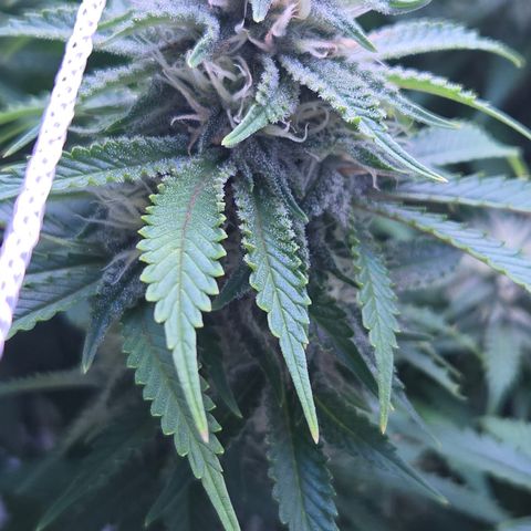 Runtz Muffin growlog timeline photo