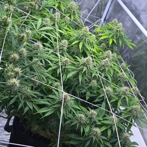 Runtz Muffin growlog timeline photo