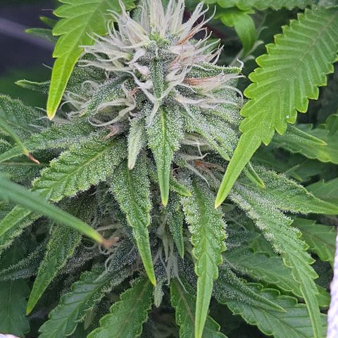 Runtz Muffin growlog timeline photo