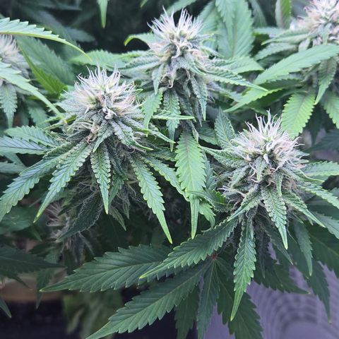 Runtz Muffin growlog timeline photo