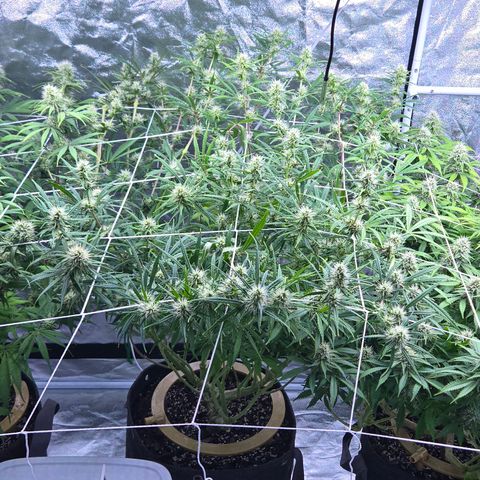 Big Gorl growlog timeline photo