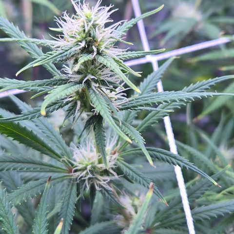 Big Gorl growlog timeline photo