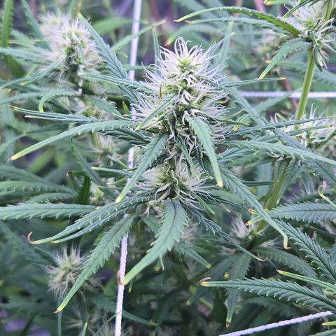 Big Gorl growlog timeline photo