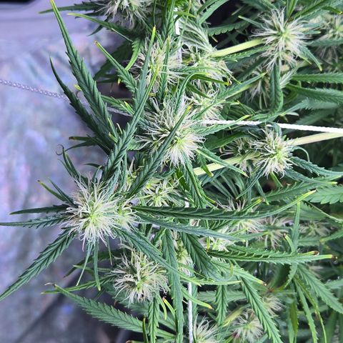 Big Gorl growlog timeline photo
