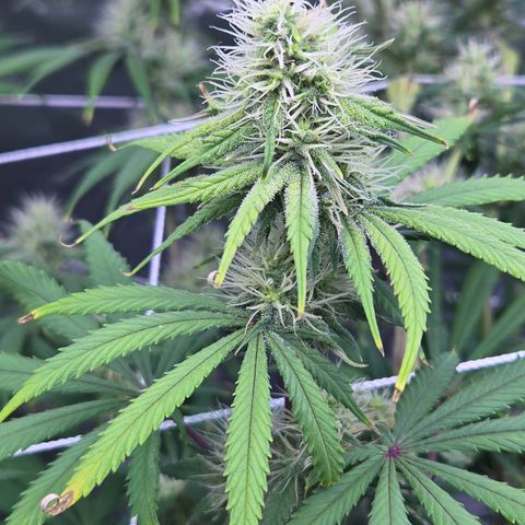 Underdog growlog timeline photo